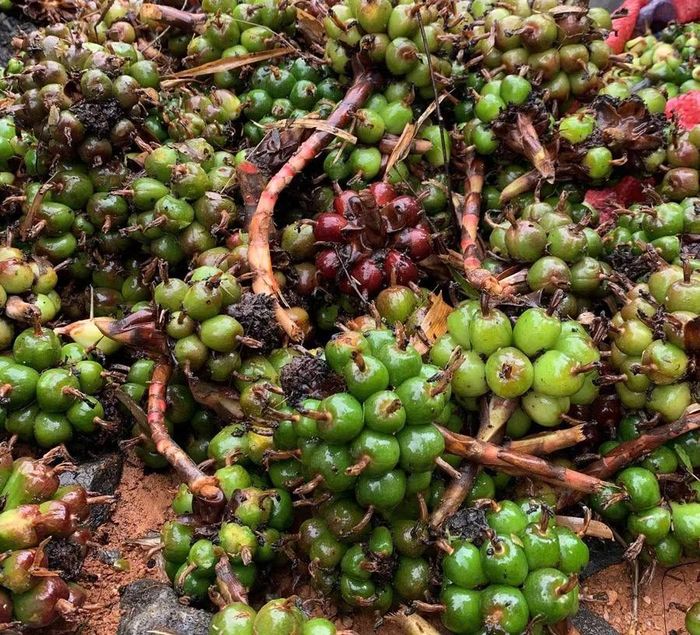  Răng rẽl mọc thành từng chùm sát mặt đất, được thương lái thu mua làm gia vị và dược liệu. Ảnh: Hoàng Ngọc 