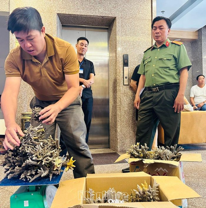 Số lượng san hô các du khách khai thác trái phép là 10,5kg.