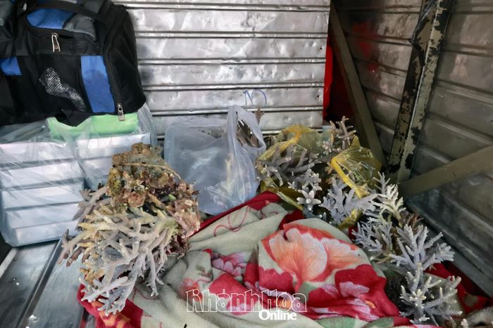 Số san hô khai thác trái phép.
