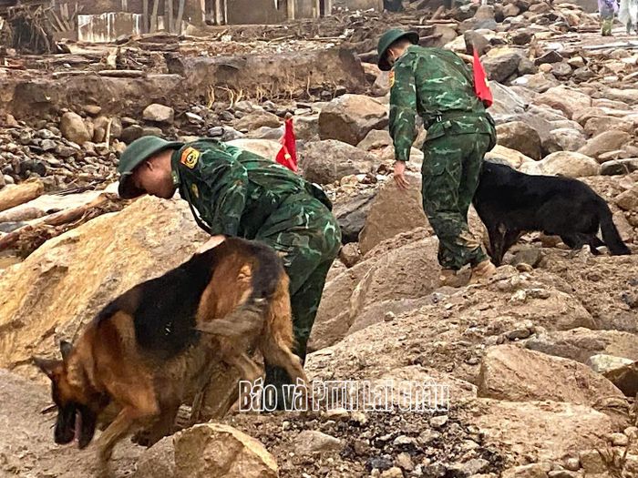 Chó nghiệp vụ của Trường Trung cấp 24 Biên phòng tham gia tìm kiếm cứu nạn tại bản Chít từ sáng 19/7.