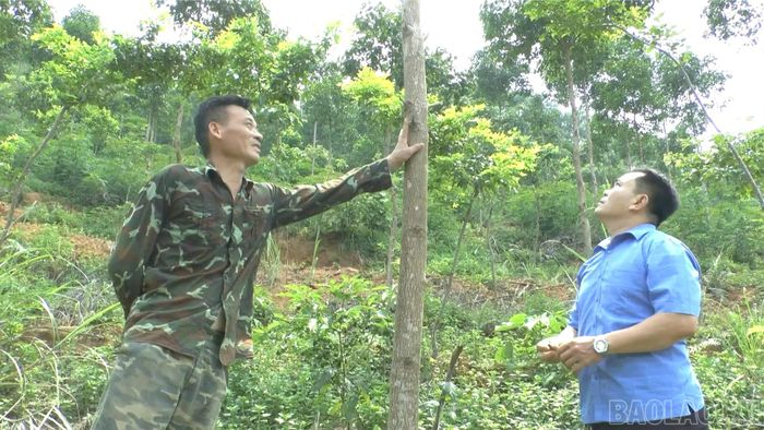 Ông Lê Mai Hiền (xã Bảo Ái) bên mô hình trồng cây gù hương 4,5 năm tuổi sinh trưởng tốt nhờ sự hỗ trợ nguồn giống từ Chương trình FFF.