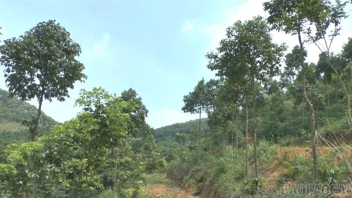 Chương trình FFF góp phần nâng cao thu nhập cho người dân từ trồng rừng.