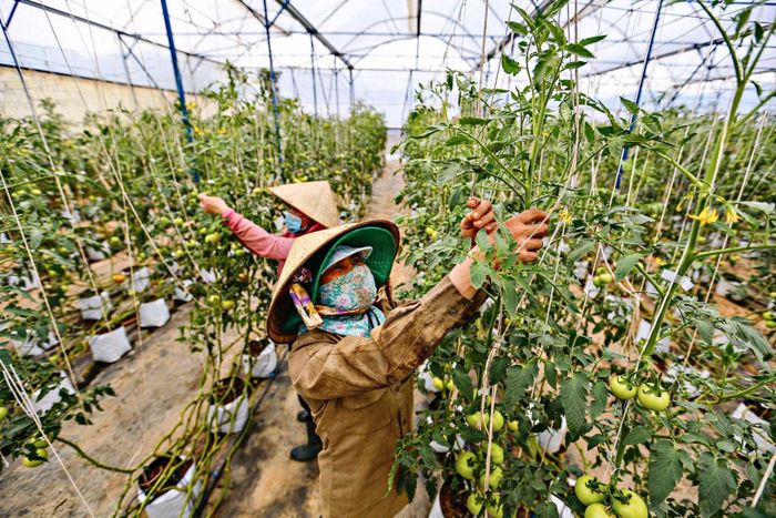 Nhiều địa phương có những cách làm hay trong xây dựng NTM với trọng tâm phát triển nông nghiệp, góp phần nâng cao chất lượng cuộc sống người dân