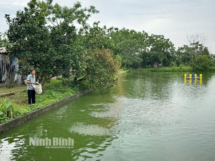 Mô hình nuôi thả cá giống của CCB Nguyễn Văn Hậu, thôn 1 Bối Cầu, xã Bình An đem lại thu nhập cao.