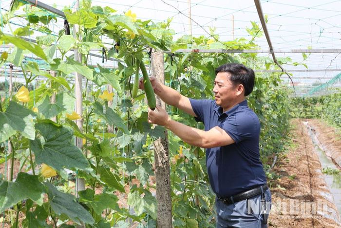 Diện tích trồng bí xanh của HTX Sản xuất và tiêu thụ nông sản Khánh Thành cho hiệu quả kinh tế cao.