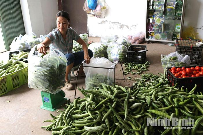 Sản phẩm rau, củ, quả đạt tiêu chuẩn Viet GAP được sơ chế, đóng gói trước khi đưa ra thị trường.