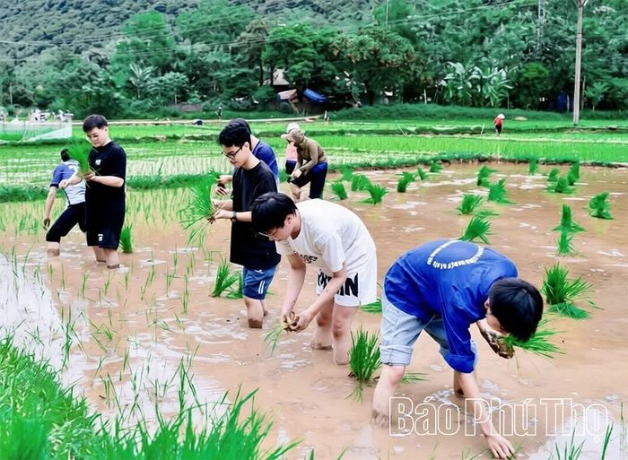 Đoàn viên, thanh niên xã Mai Hạ phối hợp cùng đội thanh niên tình nguyện các trường đại học giúp đỡ hộ chính sách cấy lúa vụ mùa.