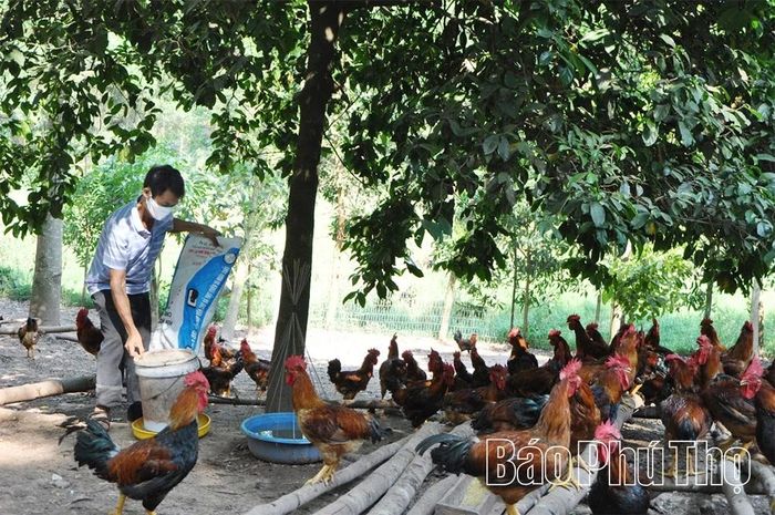Nhờ chủ động phòng, chống dịch bệnh, trang trại nuôi gà thịt của anh Bùi Xuân Trường (xã Tam Nông) hạn chế tối đa nguy cơ phát sinh, lây lan mầm bệnh, mang lại hiệu quả cao trong sản xuất.