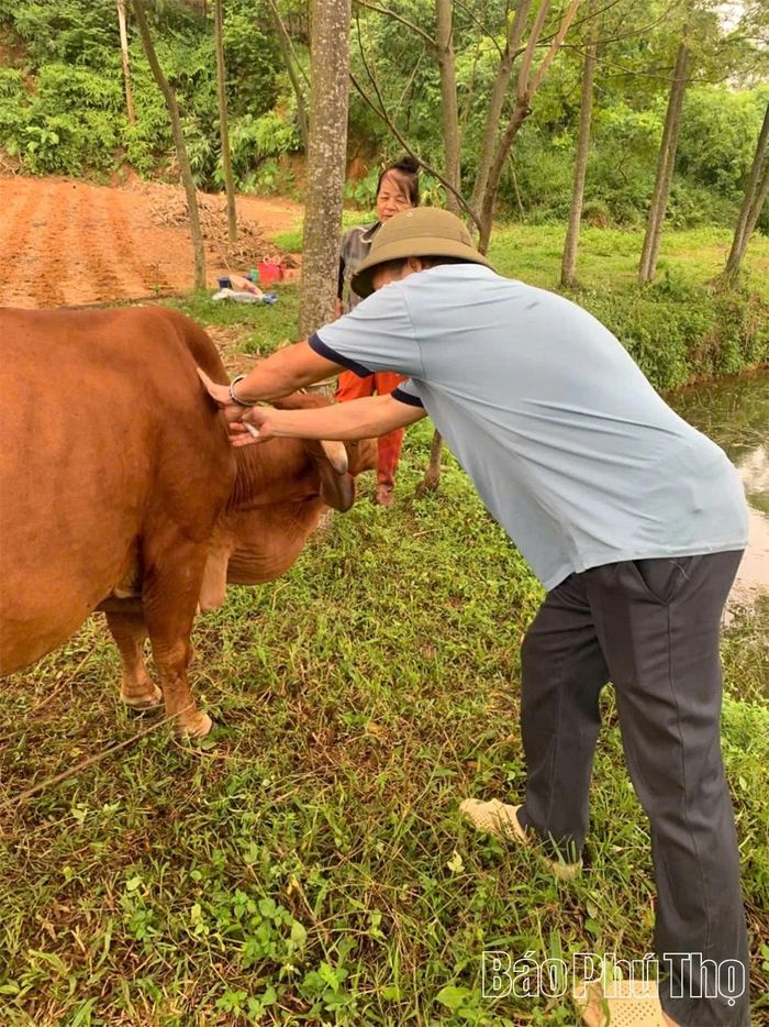 Các hộ chăn nuôi đại gia súc ở xã Thọ Văn chủ động tiêm phòng vắc xin viêm da nổi cục cho đàn bò.