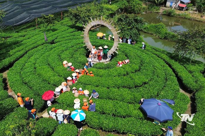Du khách trải nghiệm tại vùng chè Tân Cương.