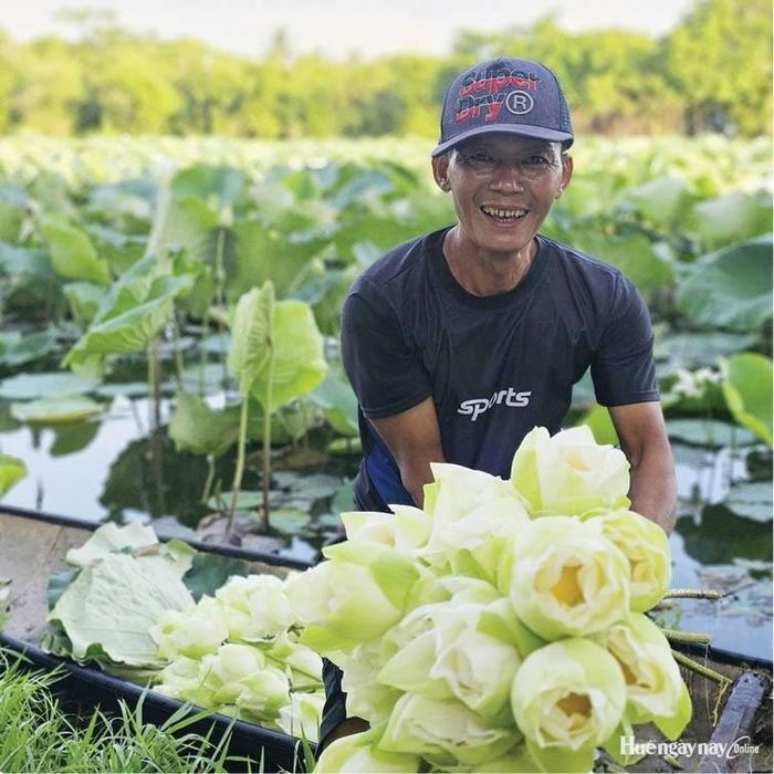 Thu hoạch sen trắng theo đặt hàng của khách.