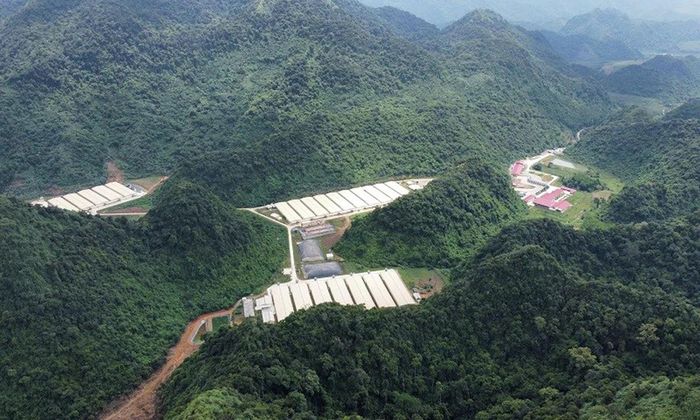 Khu trang trại nuôi lợn của Công ty TNHH Dabaco Thanh Hóa.