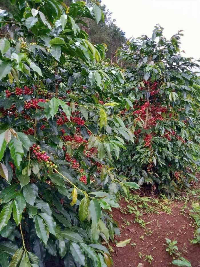 ESG không chỉ nâng giá trị sản phẩm mà còn mở rộng cơ hội tiếp cận tín dụng xanh và nâng cao khả năng thích ứng trước biến đổi khí hậu (Ảnh: C.H)