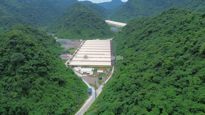 Trang trại chăn nuôi lợn của Công ty TNHH Dabaco tại xã Thạch Quảng.