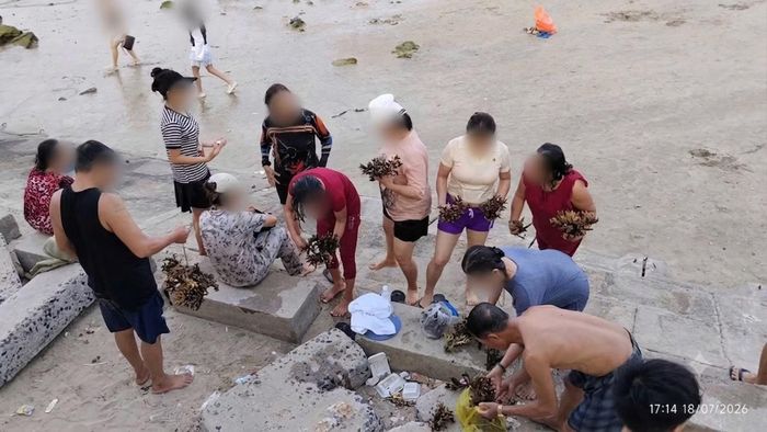 Hình ảnh nhóm du khách bẻ san hô đưa lên bãi tắm khu vực Hòn Chồng, phường Bắc Nha Trang. Ảnh: BQL vịnh Nha Trang.