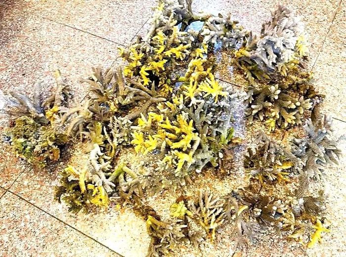 Tang vật vi phạm hành chính đã được thu giữ. Ảnh: CAKH.