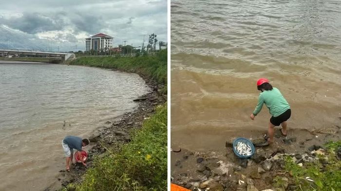 Người dân thu gom cá chết để tiêu hủy (ảnh Trần Hiếu Minh)