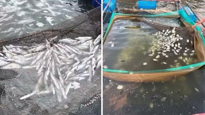 Cá chết hàng chục tấn trên sông Hiếu và sông Thạch Hãn