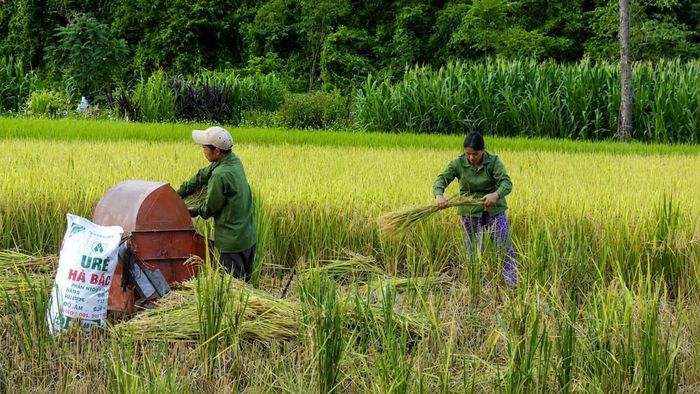 Người dân khẩn trương thu hoạch những thủa ruộng còn lại của vụ Xuân.