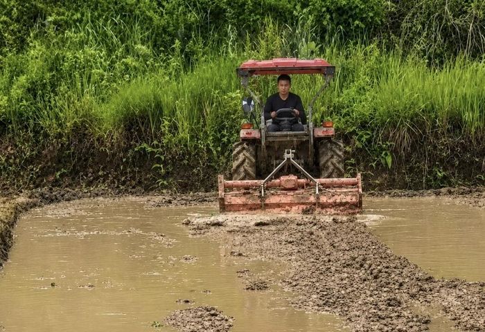 Sau khi thu hoạch lúa xuân, người dân khẩn trương làm đất cấy vụ hè thu.