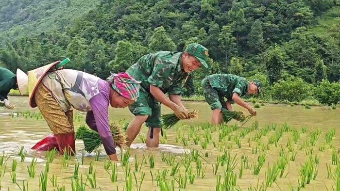 Cán bộ chiến sĩ biên phòng giúp bà con cấy lúa kịp thời vụ.