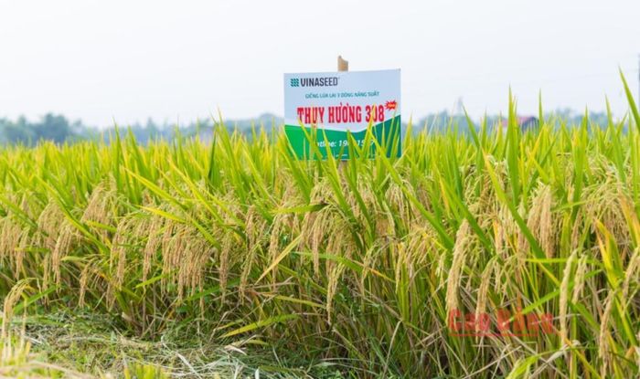 Giống lúa lai ba dòng Thụy Hương 308 chống đổ tốt, thích vời điều kiện thời tiết bất lợi.