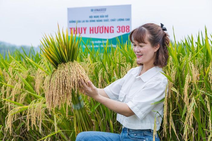 Giống lúa mới Thụy Hương 308 lúa dài, hạt chắc mẩy, gạo trắng ít bạc bụng, cơm dẻo vị đậm.