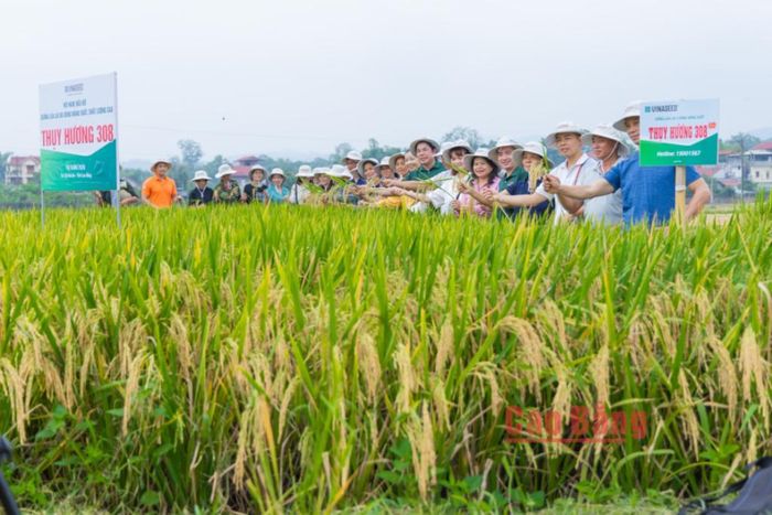 Các đại biểu và bà con nông dân thăm đồng, đánh giá về tính ưu việt của giống lúa lai ba dòng Thụy Hương 308.