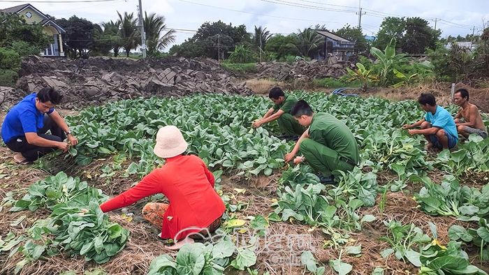 Lực lượng Công an cơ sở hỗ trợ người dân thu hoạch, tiêu thụ nông sản bị ảnh hưởng bởi mưa bão.