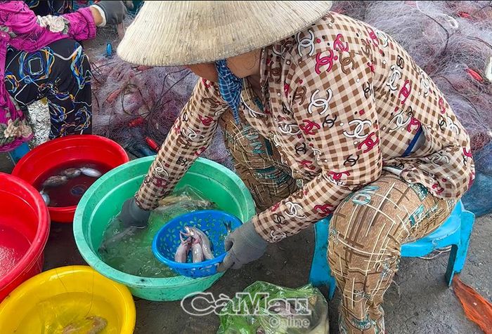 Cá sau thu hoạch được bán lẻ hoặc bỏ mối nếu số lượng nhiều.