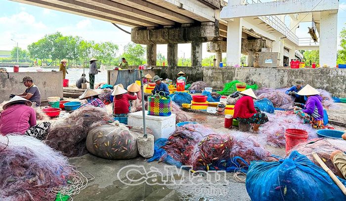 Hàng chục ngư dân làm nghề khai thác cá khoai tại cửa biển Hương Mai, xã U Minh.