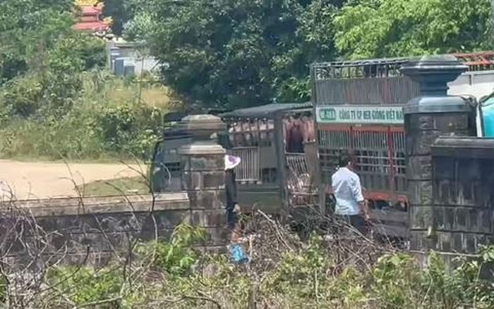 Xe tải vận chuyển lợn bệnh tại khu vực nghĩa trang Đông Hà.