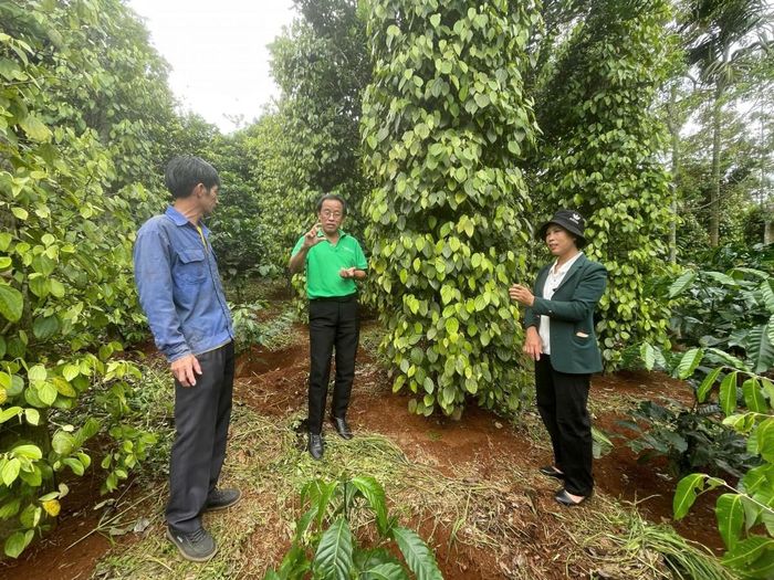 Hợp tác xã Hữu cơ Hoàng Nguyên xã Thuận Hạnh, tỉnh Lâm Đồng đã xây dựng vùng nguyên liệu gần 986 ha, trong đó khoảng 200 ha đạt các chứng nhận hữu cơ quốc tế như USDA Organic, EU Organic và JAS.
