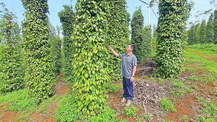 Ông Nguyễn Văn Bính, nông dân trồng tiêu tại xã Đức An, Lâm Đồng cho biết, bà con nhận thức rõ việc chuyển sang sản xuất theo hướng hữu cơ và bền vững là yêu cầu tất yếu để giữ thị trường xuất khẩu