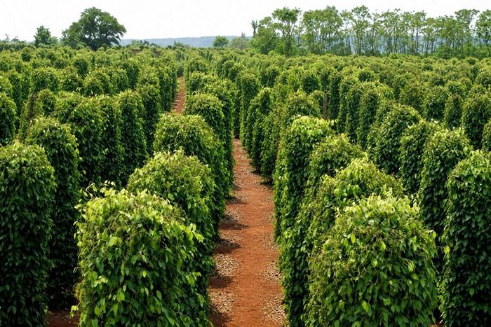 Lâm Đồng có diện tích hồ tiêu lớn nhất cả nước với hơn 37.000 ha