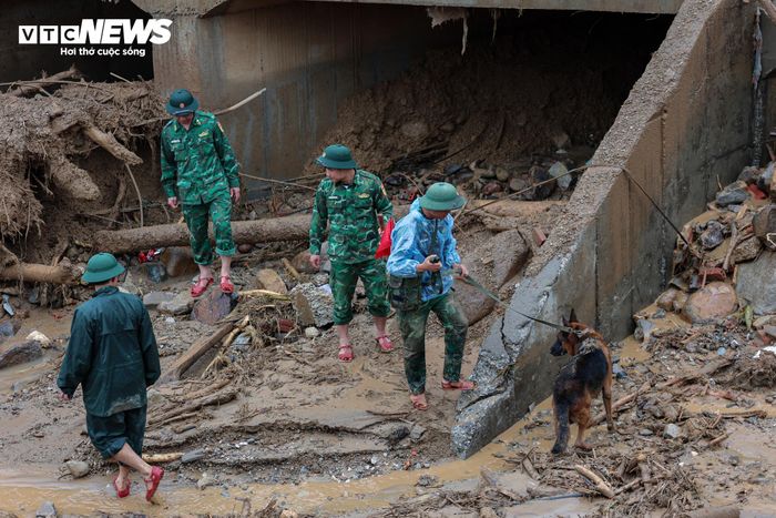 Hai quân khuyển Javo và O Lát đều là những “chiến binh 4 chân” giàu kinh nghiệm, từng tham gia nhiều nhiệm vụ tìm kiếm cứu nạn trong và ngoài nước, như vụ sạt lở ở Làng Nủ (Lào Cai), động đất tại Venezuela, Thổ Nhĩ Kỳ và Myanmar.