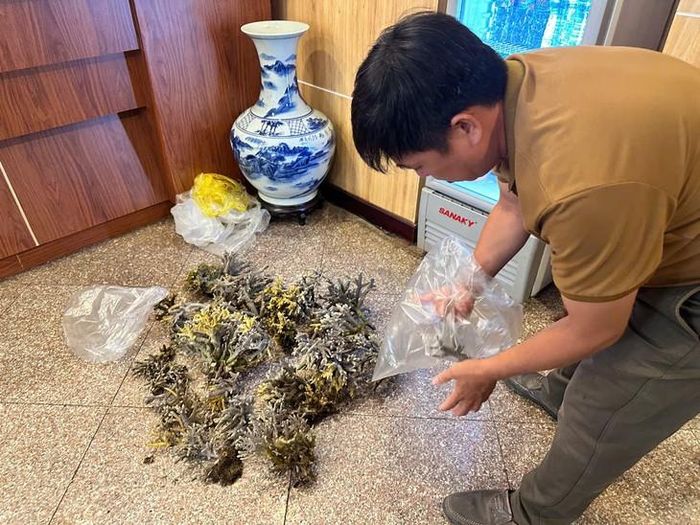 Du khách mang san hô khai thác trái phép giao nộp cho lực lượng chức năng.
