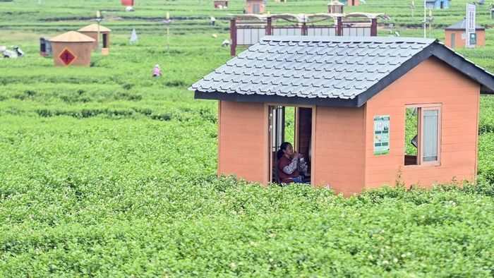 Khu vực trồng nhài ở Quảng Tây. Ảnh: China Daily