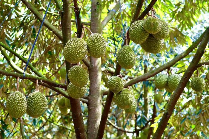Giá sầu riêng tăng khi nhu cầu từ các thị trường nhập khẩu cải thiện. Ảnh: N.M.