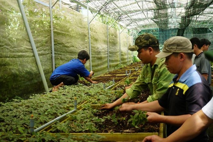 TP. Đà Nẵng chủ trương phát triển vùng dược liệu quý và kinh tế nông - lâm nghiệp bền vững, gắn với bảo vệ rừng và nâng cao thu nhập cho người dân