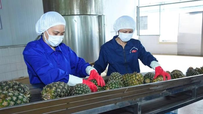Rau quả là mặt hàng có tiềm năng tăng trưởng mạnh tại thị trường Trung Đông. Trong ảnh: Sơ chế dứa xuất khẩu tại Công ty cổ phần Thực phẩm xuất khẩu Đồng Giao. (Ảnh: ĐỨC AN)