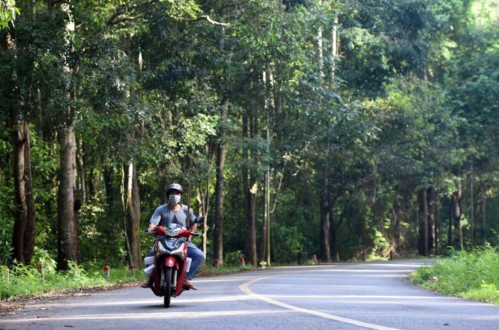Người đi xe máy di chuyển dưới cánh rừng Xuân Sơn.