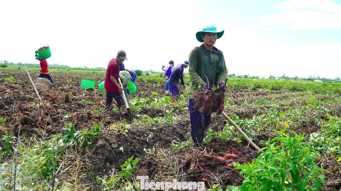 Theo bà Vân, vụ này, tổng chi phí đầu tư cải tạo đất, giống, phân bón, thuốc bảo vệ thực vật và nhân công khoảng 220 triệu đồng, nhưng tiền bán khoai chưa tới 100 triệu đồng, khiến gia đình lỗ khoảng 120 triệu đồng. Diện tích đất trồng khoai lang của bà Vân và nhiều hộ khác trước đây trồng lúa, nhưng hiệu quả thấp do đất còn nhiễm phèn nên nhiều hộ chuyển sang trồng khoai lang. Tuy nhiên, giá khoai những năm gần đây bấp bênh khiến người trồng tiếp tục đối mặt nguy cơ thua lỗ.