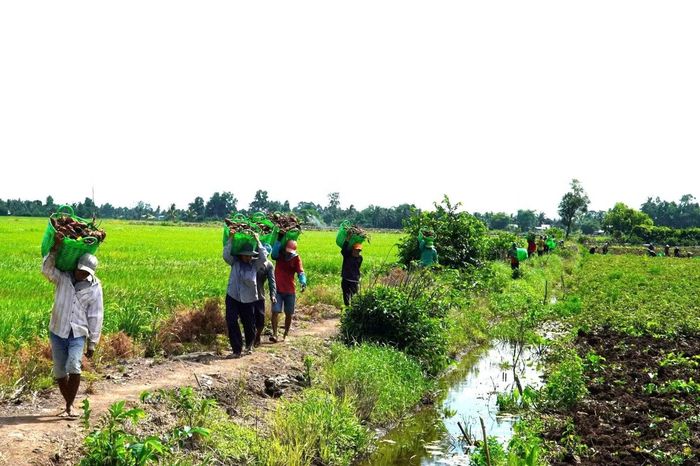 Ông Nguyễn Nhiệm Toàn - Phó Chủ tịch UBND xã Long Thạnh - cho biết, những năm qua địa phương đã tích cực chuyển đổi cơ cấu cây trồng trên diện tích sản xuất lúa kém hiệu quả. Toàn xã hiện có hơn 7.000 ha đất sản xuất nông nghiệp, bên cạnh vùng chuyên canh lúa, địa phương đã hình thành nhiều vùng cây ăn trái, cây màu và nuôi thủy sản theo hướng hàng hóa.