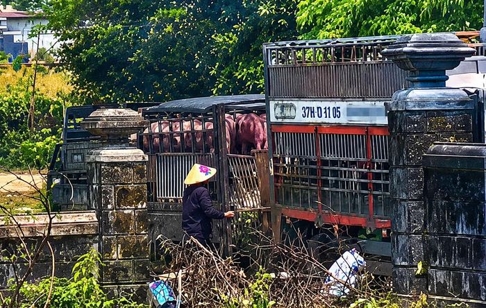 Lực lượng chức năng bắt quả tang các đối tượng đang sang tải lợn từ xe chuyên dụng sang xe tải nhỏ tại khu vực nghĩa trang nhân dân TP. Đông Hà cũ.