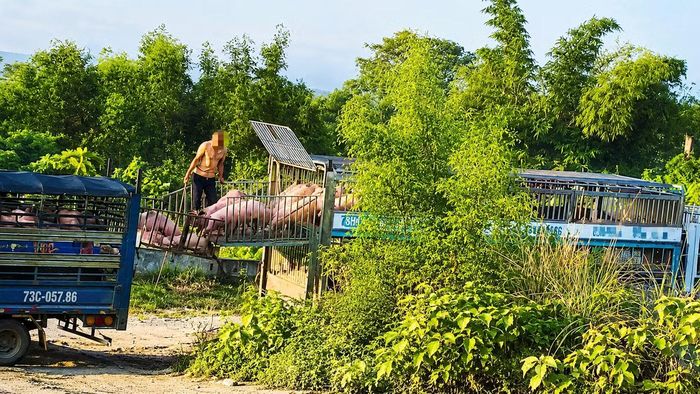 Các đối tượng đang sang lợn bệnh từ xe lớn sang xe nhỏ để đưa về lò mổ.