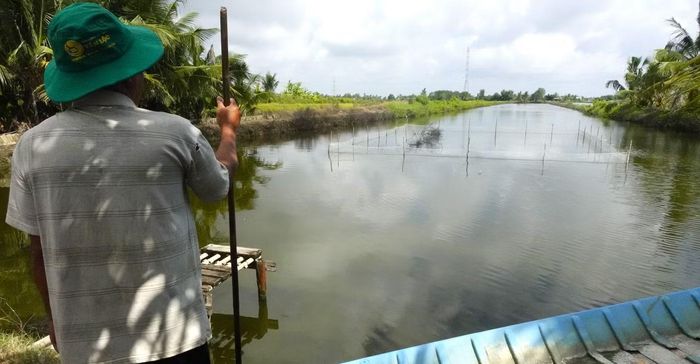 Cánh đồng lúa - tôm của nông dân xã Trí Phải (Cà Mau) đang bỏ không do nông dân bị Công ty Toàn Cầu nợ tiền mua lúa từ cuối năm 2025, nay không có vốn để tái sản xuất lúa vụ mới.