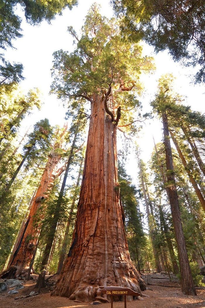 Cây Tổng thống trong Vườn quốc gia Sequoia, bang California, Mỹ. Ảnh: FamousRedwoods