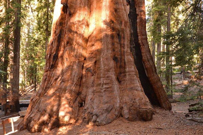 Phần gốc khổng lồ của cây Tổng thống. Ảnh: FamousRedwoods