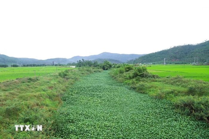 Trước khi đấu nối với sông Cấm (huyện Nghi Lộc cũ), kênh Nhà Lê hợp dòng với kênh Sắt chảy qua vùng đồng bãi chuyên canh lúa, rau màu rộng lớn của huyện Diễn Châu (cũ), Nghệ An. (Ảnh: Xuân Tiến/TTXVN)